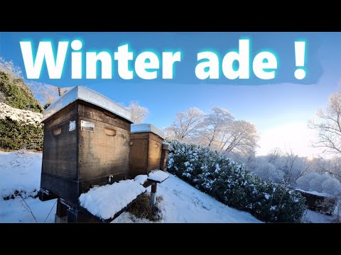 Angepasster Brutraum - Durchlenzung eines schwächeren Volkes