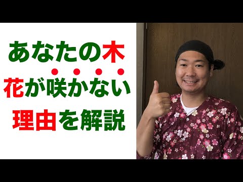 ラッパの花が咲かない3つの理由 植物