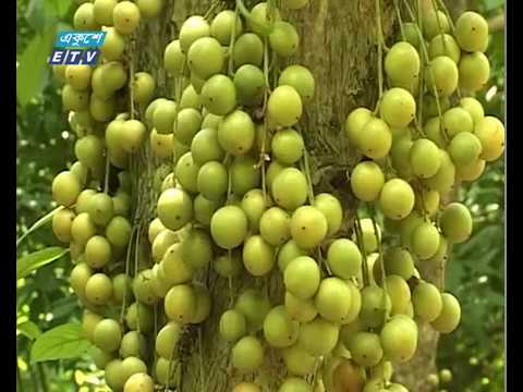 কিশোরগঞ্জে লটকনের চাষ বাড়ছে