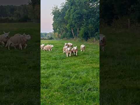 Texel Rams - Image 2