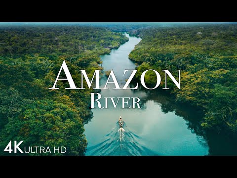 Amazon River Pink Dolphins In One Of The World s Largest Rivers
