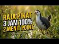 Suara Pikat Burung Ruak Ruak Gak Pake Lama 2 Menit Langsung Point Durasi 3 Jam Nonstop 100 Point