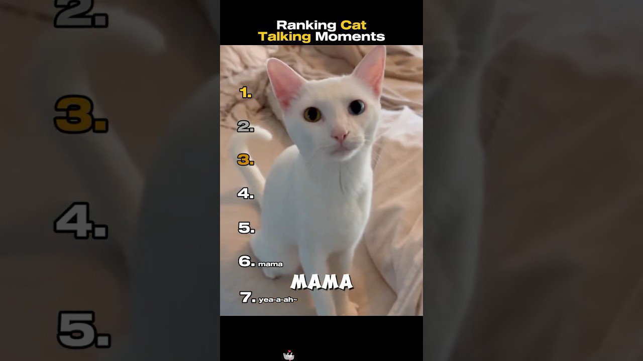 Ranking Cat Talking Moments🤣 #cat #funnycats #cutecat #viral