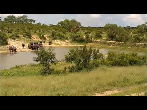 Djuma: Elephant herd gets quick drink at the dam - 14:42 - 12/22/2020