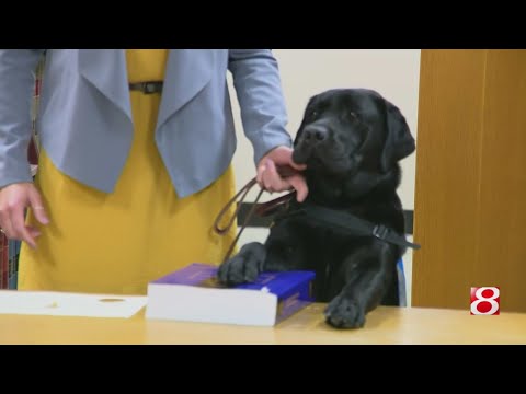 Attorney's office adds first facility comfort dog to staff