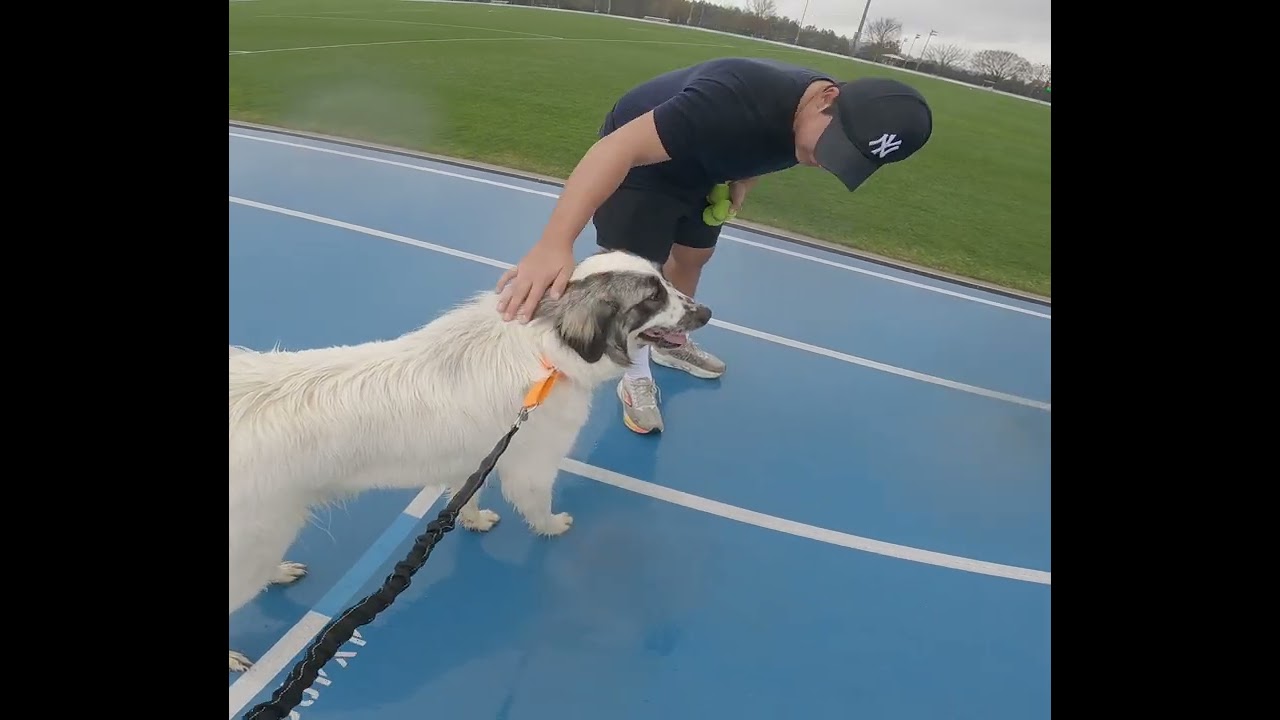 Badger, an adopted Great Pyrenees in Spartanburg, SC video 5/5