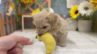 ハーフ犬の動画01