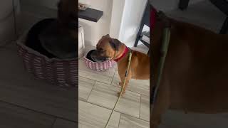 Video preview image #1 Boxer Puppy For Sale in  Katy, TX, USA