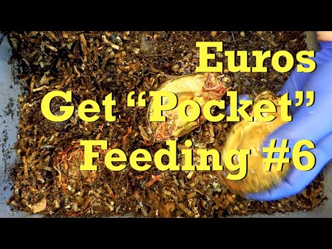 6th 'pocket feeding' in 52-day bin of Euro nightcrawler worms - vermicompost