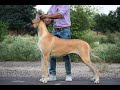 The Beautiful Great Dane Girl Milly