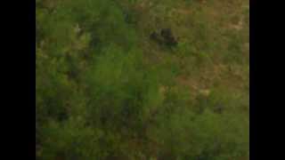 preview picture of video 'Oso pardo cantábrico Brown bear (Riaño - León - Spain 20-08-2012)'