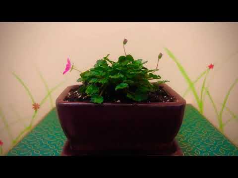 Erodium flower falling off