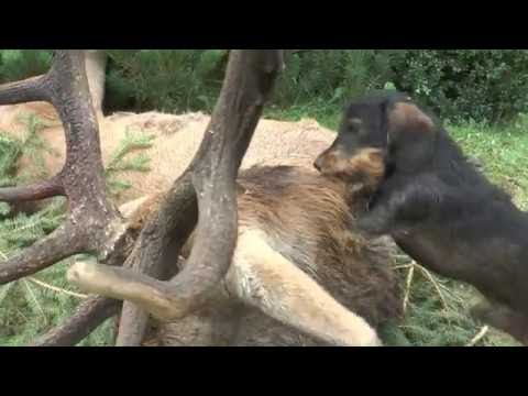 Ersten Masurenhirsch auf erster Pirsch erlegt! First Masurian red stag killed on a stalk!