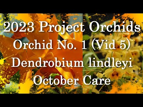2023 Project Orchids - Dendrobium lindleyi (Final Vid 5)