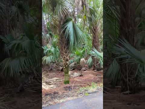 , title : 'Tropical Cabbage Palm Trees & Saw Palmetto on Paved St John's River 2 Sea Loop at Lake Monroe Park!'