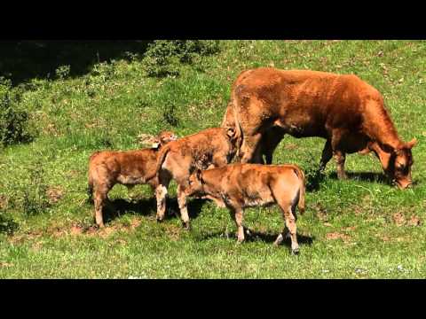 download lagu mp3 mp4 Les Vaches Limousines, download lagu Les Vaches Limousines gratis, unduh video klip Les Vaches Limousines