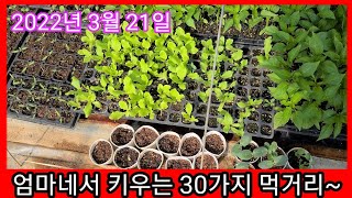 울 엄마네 심겨있는 30가지 먹거리(3월21일) 비닐하우스 텃밭~