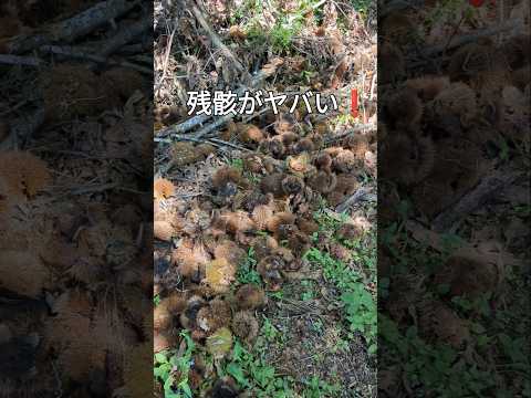 オーストラリア産栗 植物