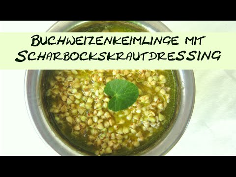 Buchweizenkeimlinge mit Scharbockskrautdressing