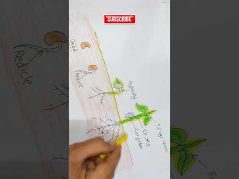 Seed Germination Drawing #seedgermination #drawing #easydrawing