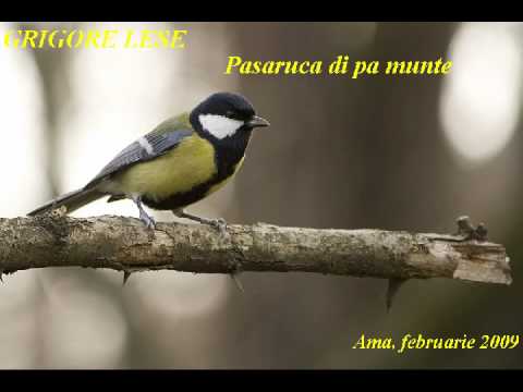 GRIGORE LESE - Pasaruca di pa munte