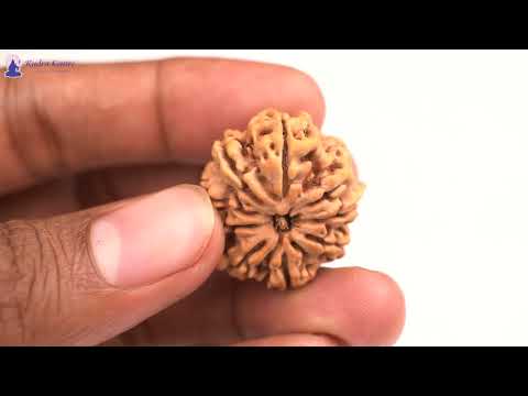 Rudraksha Product Image