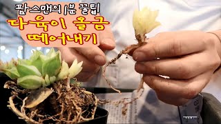 다육이 하월시아에 붙은 올금 떼어내주기 - 팜스맨의 1분 원예 꿑팁 (succulent gardenning)