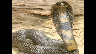 Tom Scott Larry Carlton King Cobra LA Express 1973 Joe Sample John Guerin Max Bennett