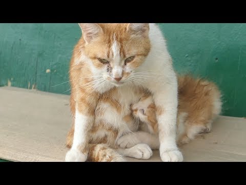 Only one kitten lives with mother cat