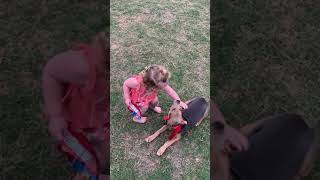 Blue Lacy Puppies Videos