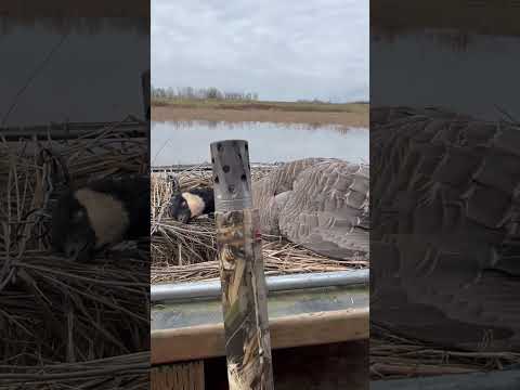 WHOA! 28 Gauge Pattern Test - Rogue Ammunition \u0026 Jebs Choke