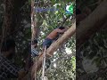 ഹെലികോപ്റ്റർ ഷോട്ട് SHYAMABARAM ZEE KERALAM GREEN TV SERIAL SHOO