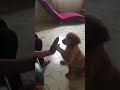Puppy Traning