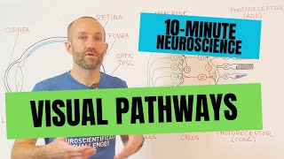 10-Minute Neuroscience: Visual Pathways