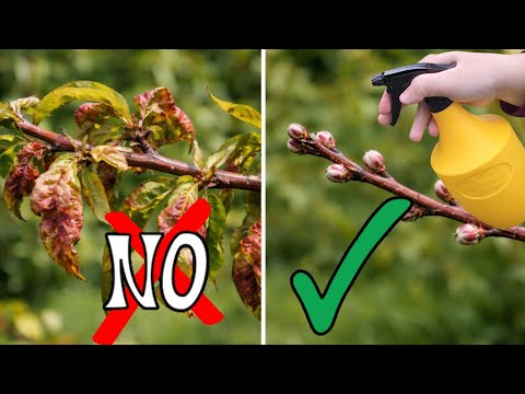 Do your peach trees get sick every year? Here's when it's crucial to protect them!