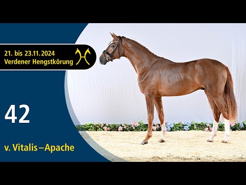 No. 42 Stallion by Vitalis - Apache | Verden Stallion Licensing 2024 - Dressage - Nov. 22/23