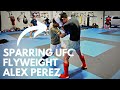 Hard Sparring #5 Ranked UFC Flyweight Alex Perez