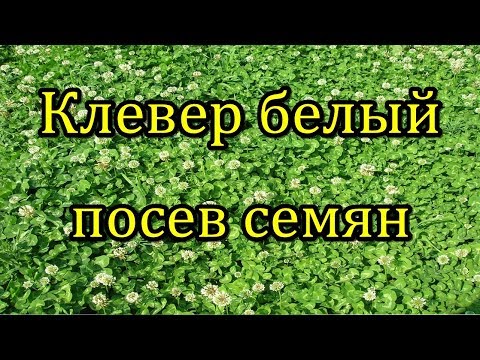 #Клевер белый. Посев семян в открытый грунт.