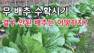 무 배추 수확시기 결정 방법 및 결구않된 배추는 언제 수확하나