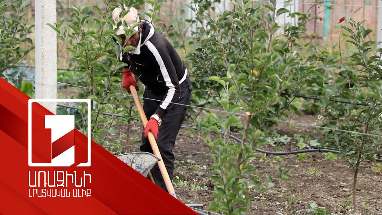 ՊՎԾ-ն խախտումներ է հայտնաբերել ինտենսիվ պտղատու այգիների աջակցման ծրագրում