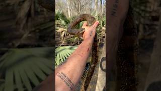 Download lagu DIAMONDBACK WATERSNAKE!!! mp3