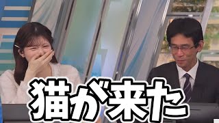 自宅に遊びにくる野良猫さんに癒される山口さん【小林李衣奈、山口剛央】