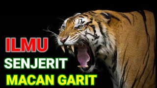 Download lagu ILMU SENJERIT MACAN GARIT... mp3