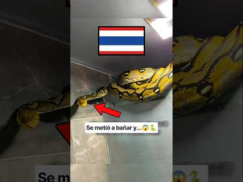 Una mujer encontró esto en un baño en Tailandia 😱🐍 #animals #animal #shorts #viralshorts