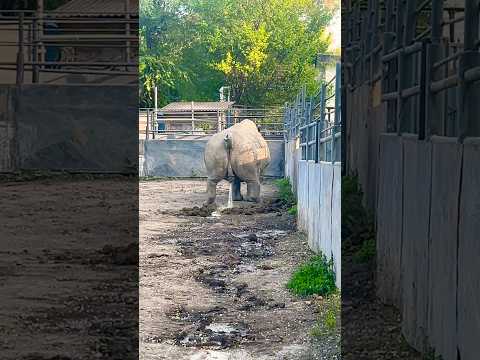 peeing rhinoceros #shorts #travel #lifeisbutadream