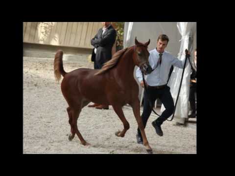 “Avalon Saphir De Lune “ WORLD TOP TEN 2016 - INTERNATIONAL CHAMPION