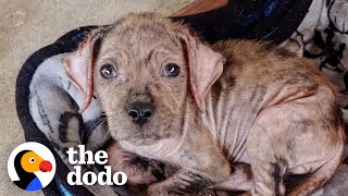 Abandoned Puppy With Mange Transforms Into A Beautifully Healthy And Happy Girl | The Dodo