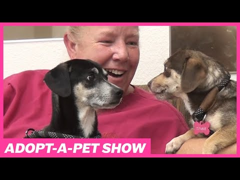 Assista ao último programa Adopt-A-Pet (26 de setembro de 2023)