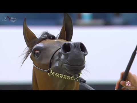 N 62 JOREYYAT AL BUSTAN   Al Shiraa International Arabian Horse Show 2020