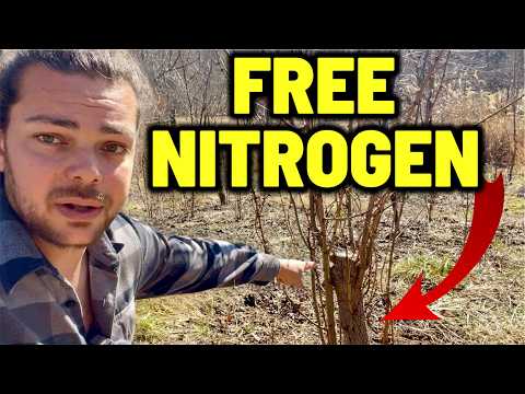 Triple Your Fruit Harvest: The Permaculture Power Tree